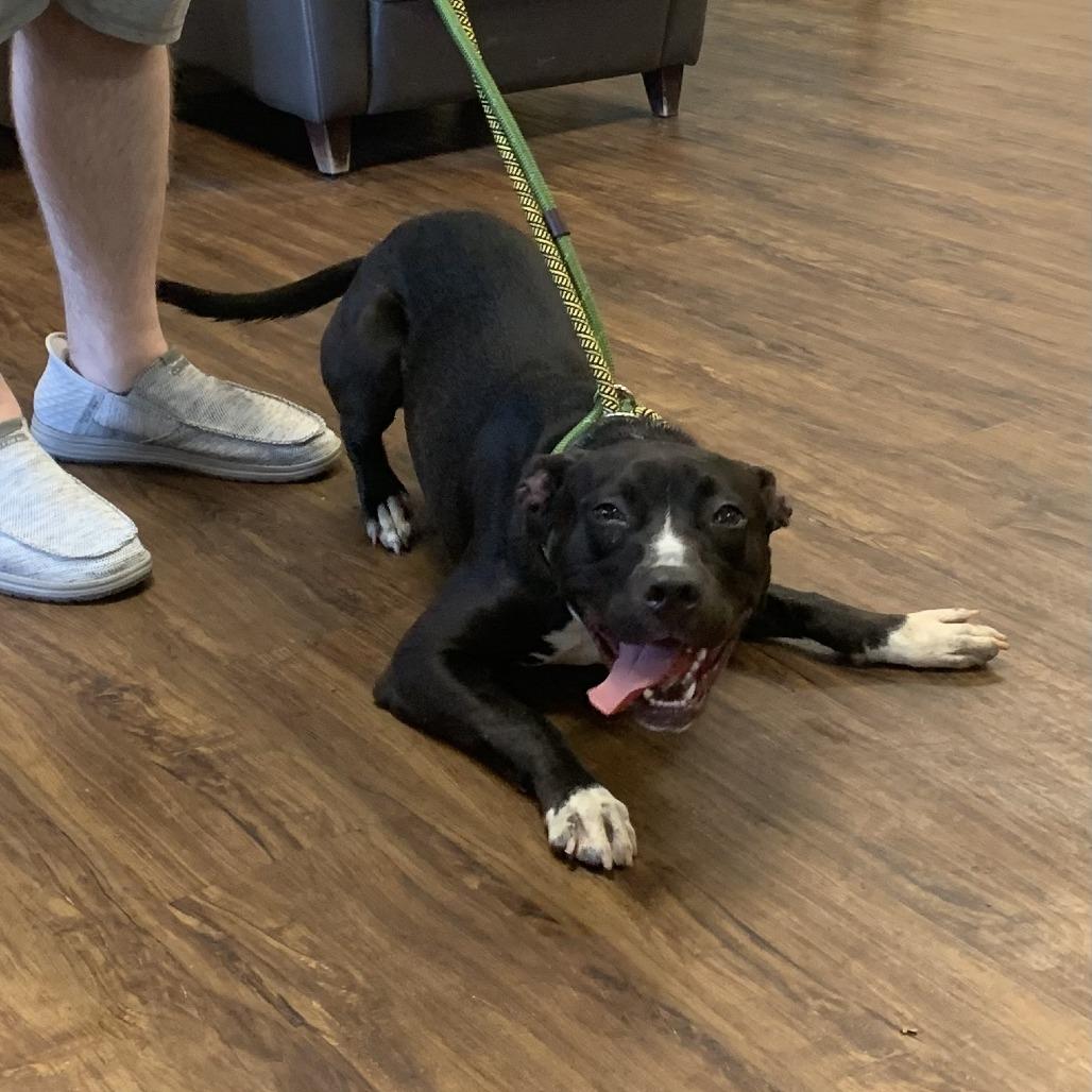 Lilah, a Adoptable Terrier in St. Louis, MO image 4/4