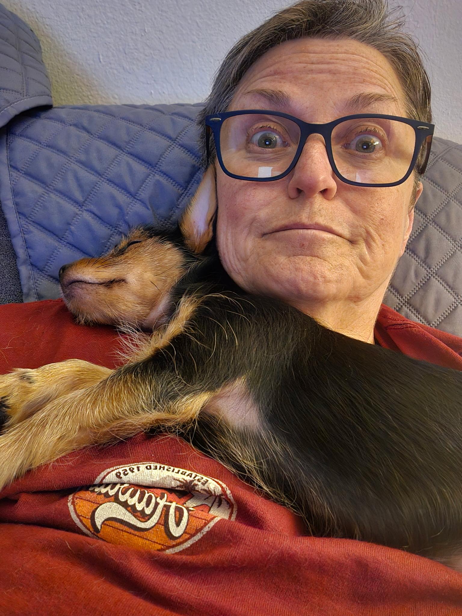 Margo, Adopted, Puppy Female Yorkshire Terrier.