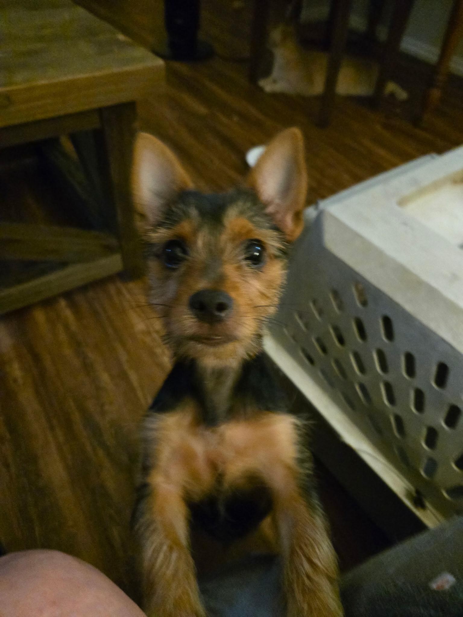 Margo, a Adopted mixed breed in Fort Worth, TX image 2/2