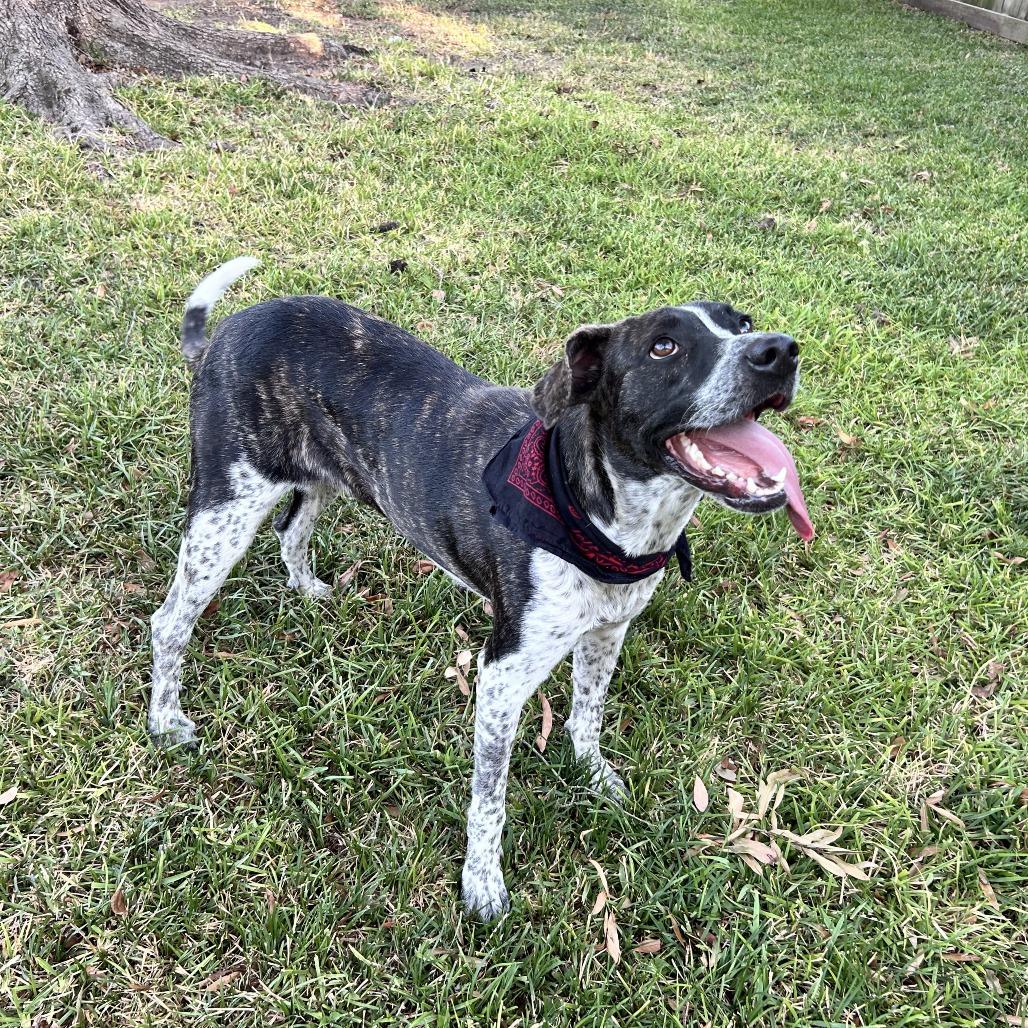 Oreo Beignet, a Adoptable mixed breed in Beaumont, TX image 1/5