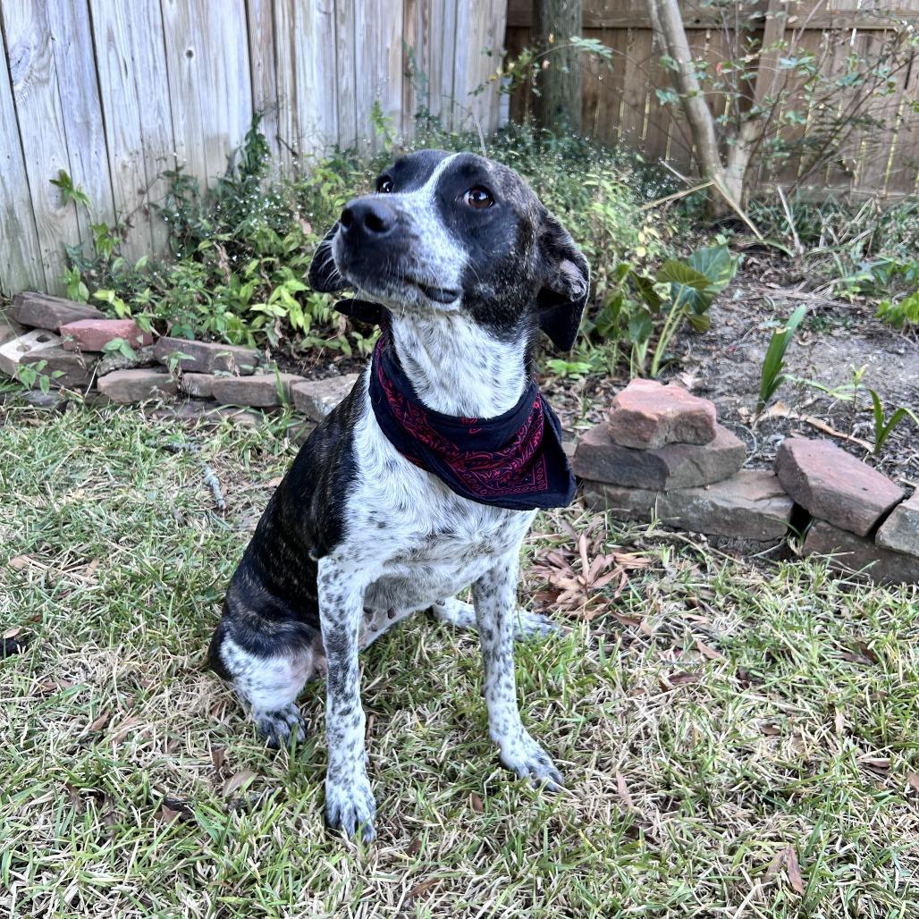 Oreo Beignet, a Adoptable mixed breed in Beaumont, TX image 1/5