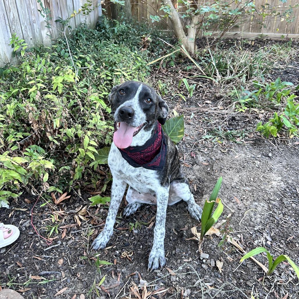 Oreo Beignet, Adoptable, Adult Female Pit Bull Terrier & Bluetick Coonhound.