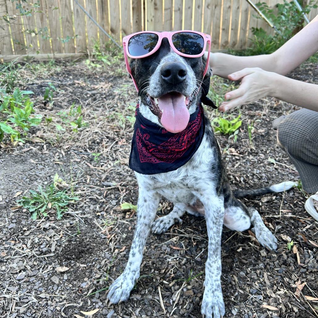 Oreo Beignet, a Adoptable mixed breed in Beaumont, TX image 4/5