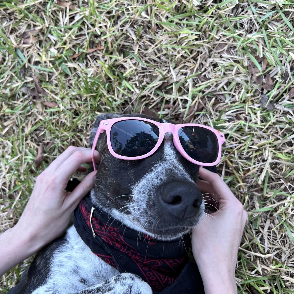 Oreo Beignet, a Adoptable mixed breed in Beaumont, TX image 5/5