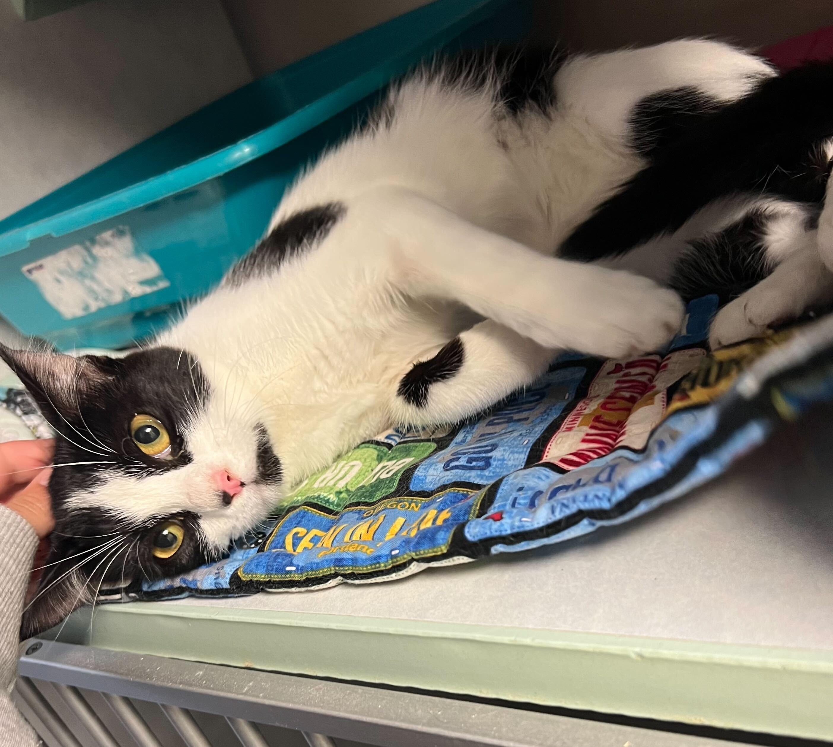 Phantom, Young Female Domestic Short Hair