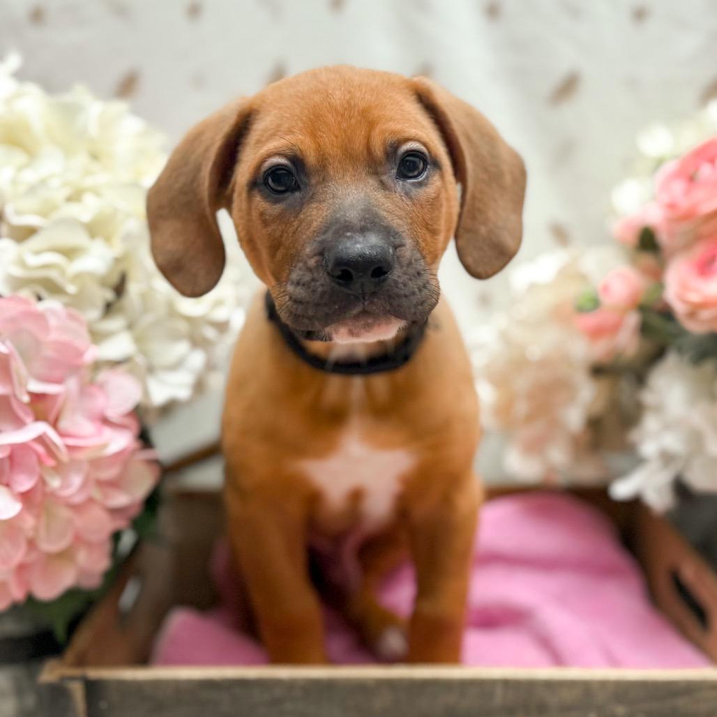 Troy, Adoptable, Puppy Male Labrador Retriever.
