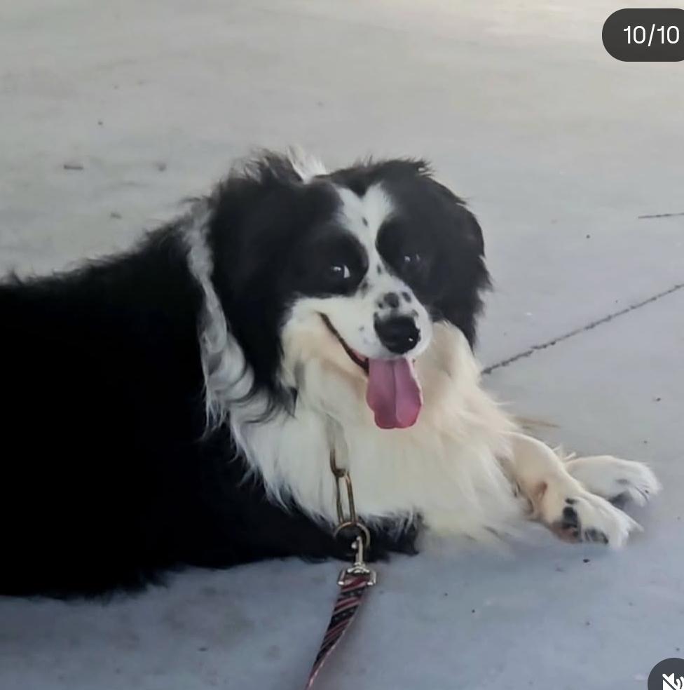 Molly, Adopted, Adult Female Australian Shepherd.