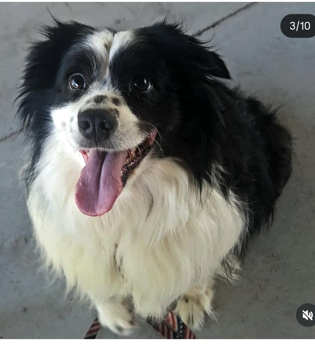 Enlarge Molly, a Adopted Australian Shepherd in Fort Myers, FL image 2/4