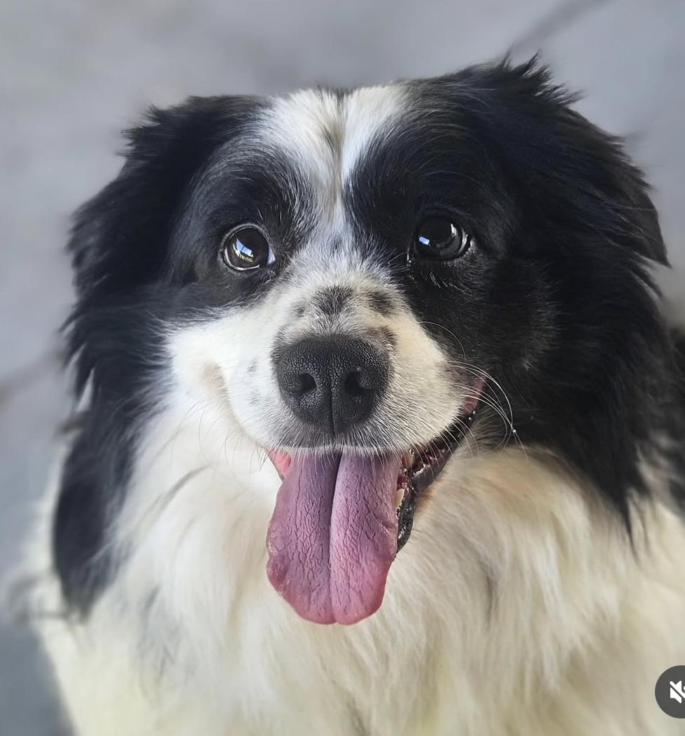 Enlarge Molly, a Adopted Australian Shepherd in Fort Myers, FL image 3/4