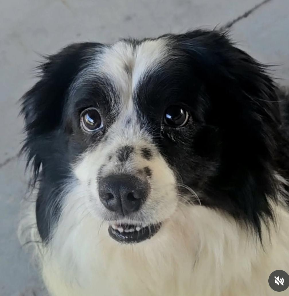 Enlarge Molly, a Adopted Australian Shepherd in Fort Myers, FL image 4/4
