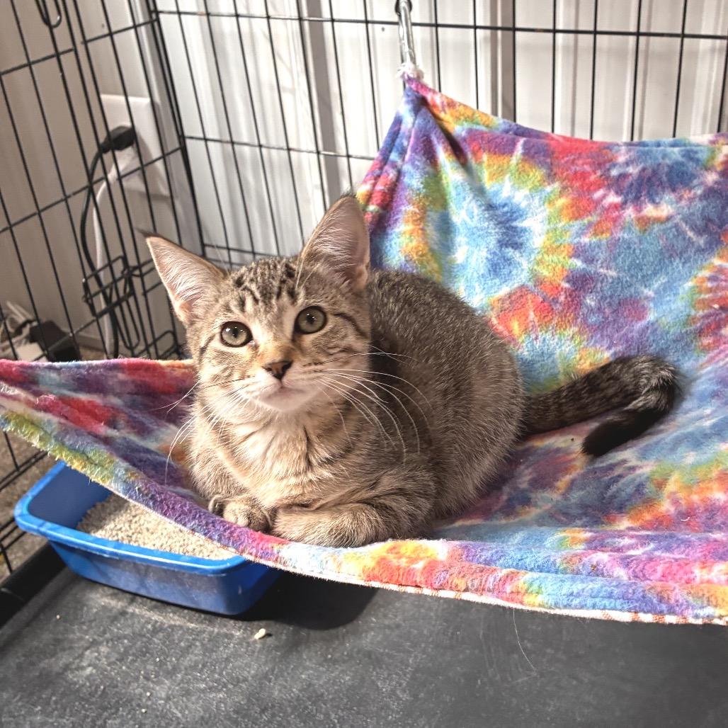 Tappy, Adoptable, Kitten Male Domestic Short Hair.