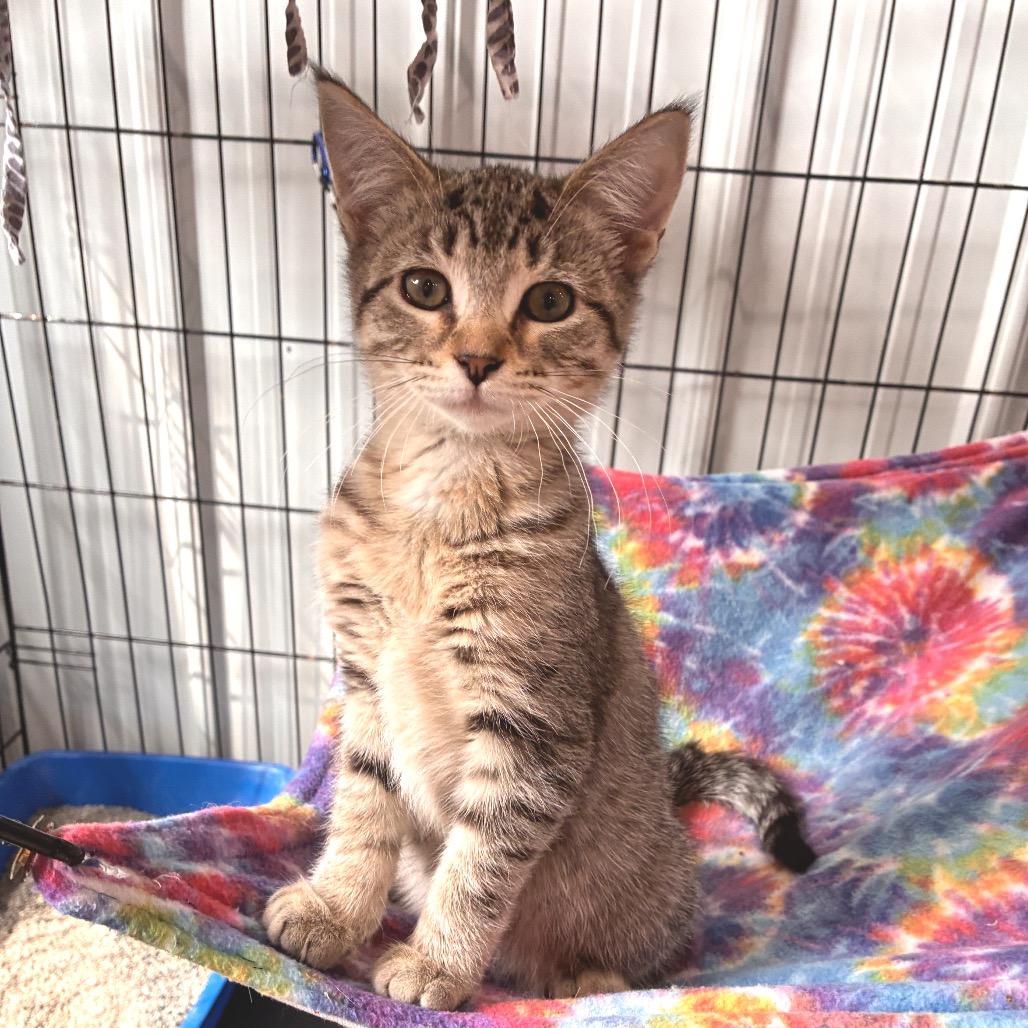 Enlarge Tappy, a Adoptable Domestic Short Hair in Mondovi, WI image 2/4