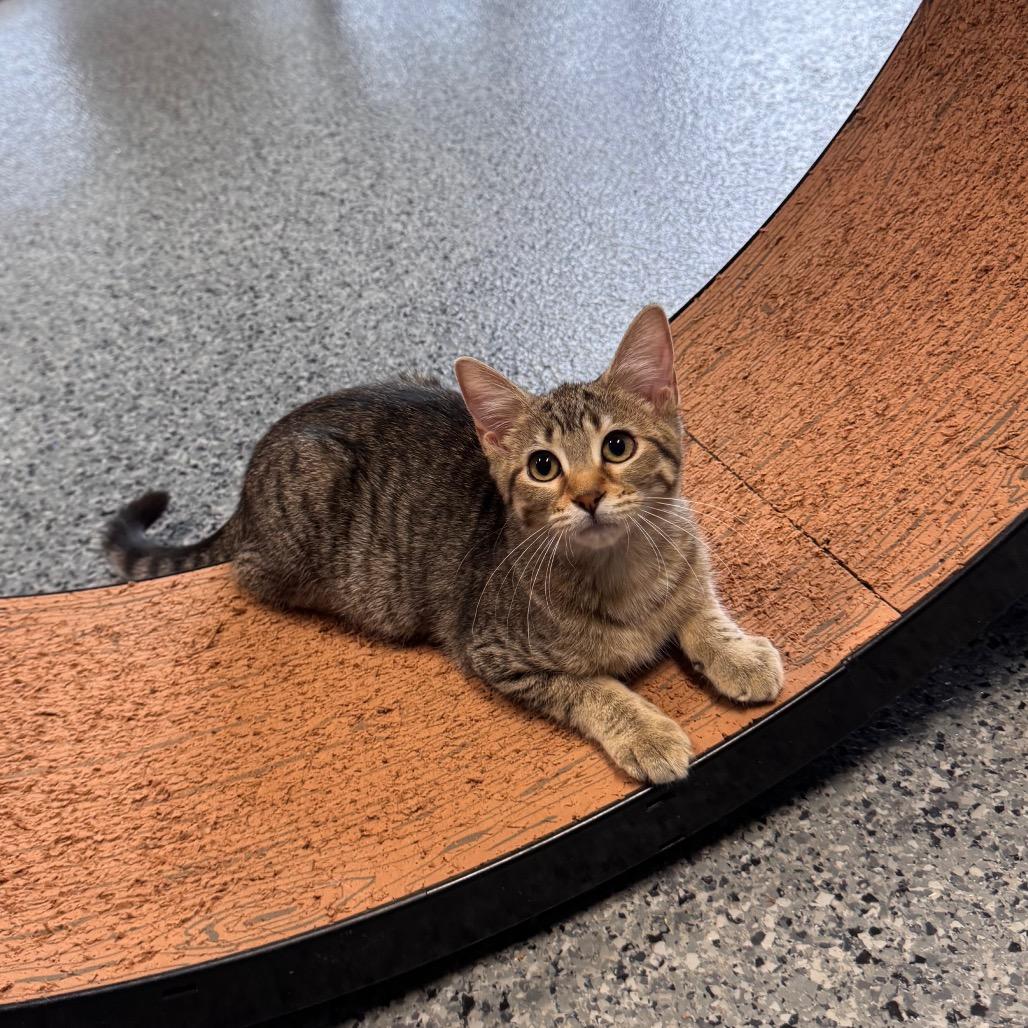Enlarge Tappy, a Adoptable Domestic Short Hair in Mondovi, WI image 3/4