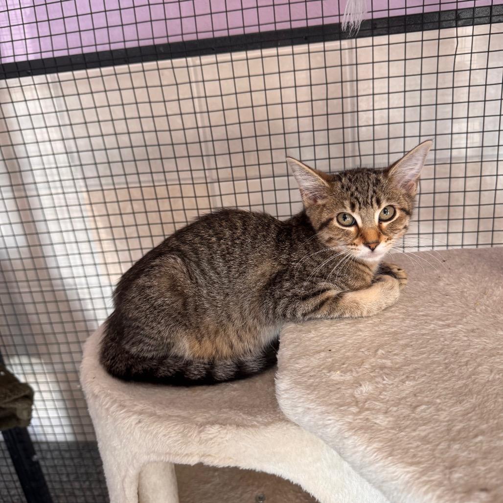 Enlarge Tappy, a Adoptable Domestic Short Hair in Mondovi, WI image 4/4