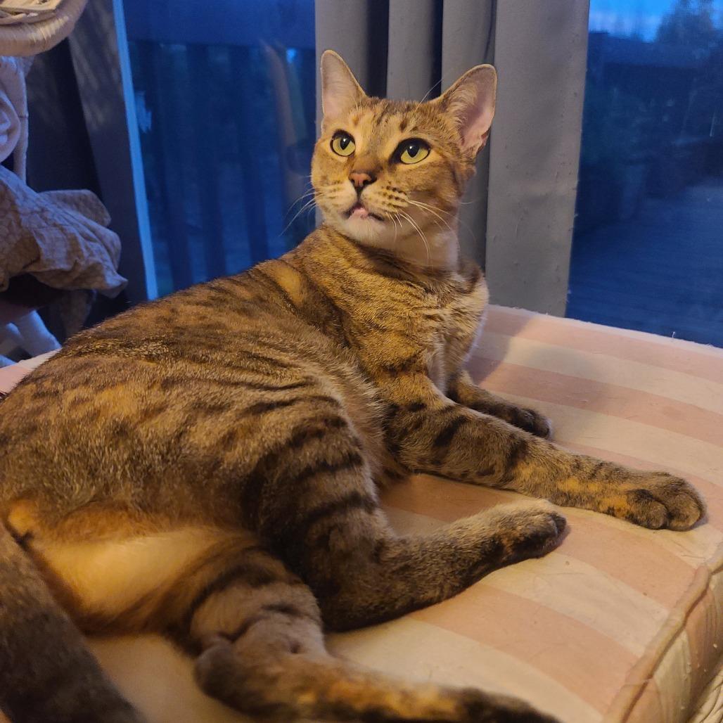 Corona, Adoptable, Adult Female Domestic Short Hair.