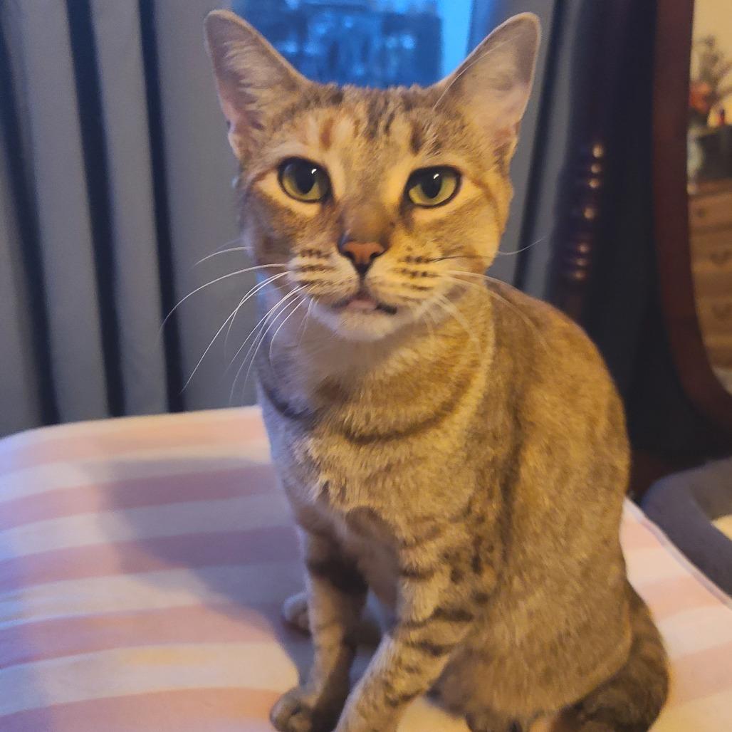 Corona, a Adoptable Domestic Short Hair in Washougal, WA image 2/3