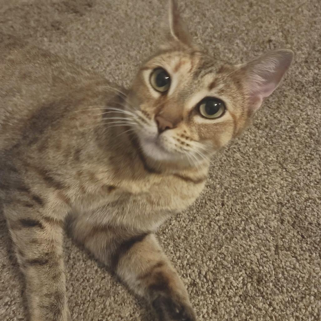 Corona, a Adoptable Domestic Short Hair in Washougal, WA image 3/3