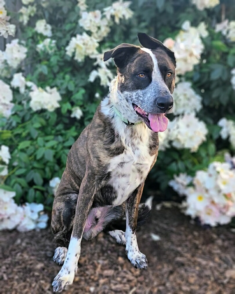 Enlarge Mowgli, a Adoptable mixed breed in Gilroy, CA image 3/6