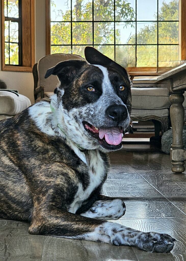 Mowgli photo 3