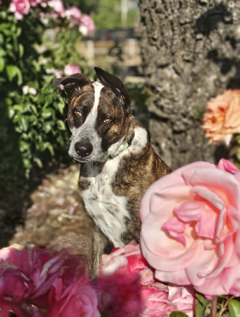 Mowgli photo 4