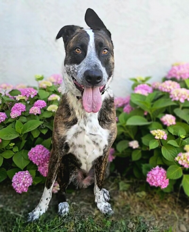 Enlarge Mowgli, a Adoptable mixed breed in Gilroy, CA image 2/6