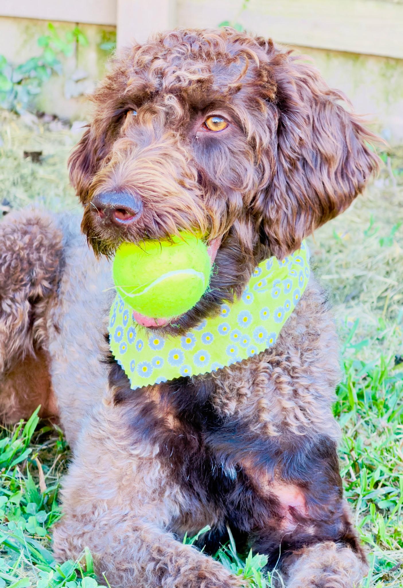 EVANGELINE, Adoptable, Adult Female Labradoodle.