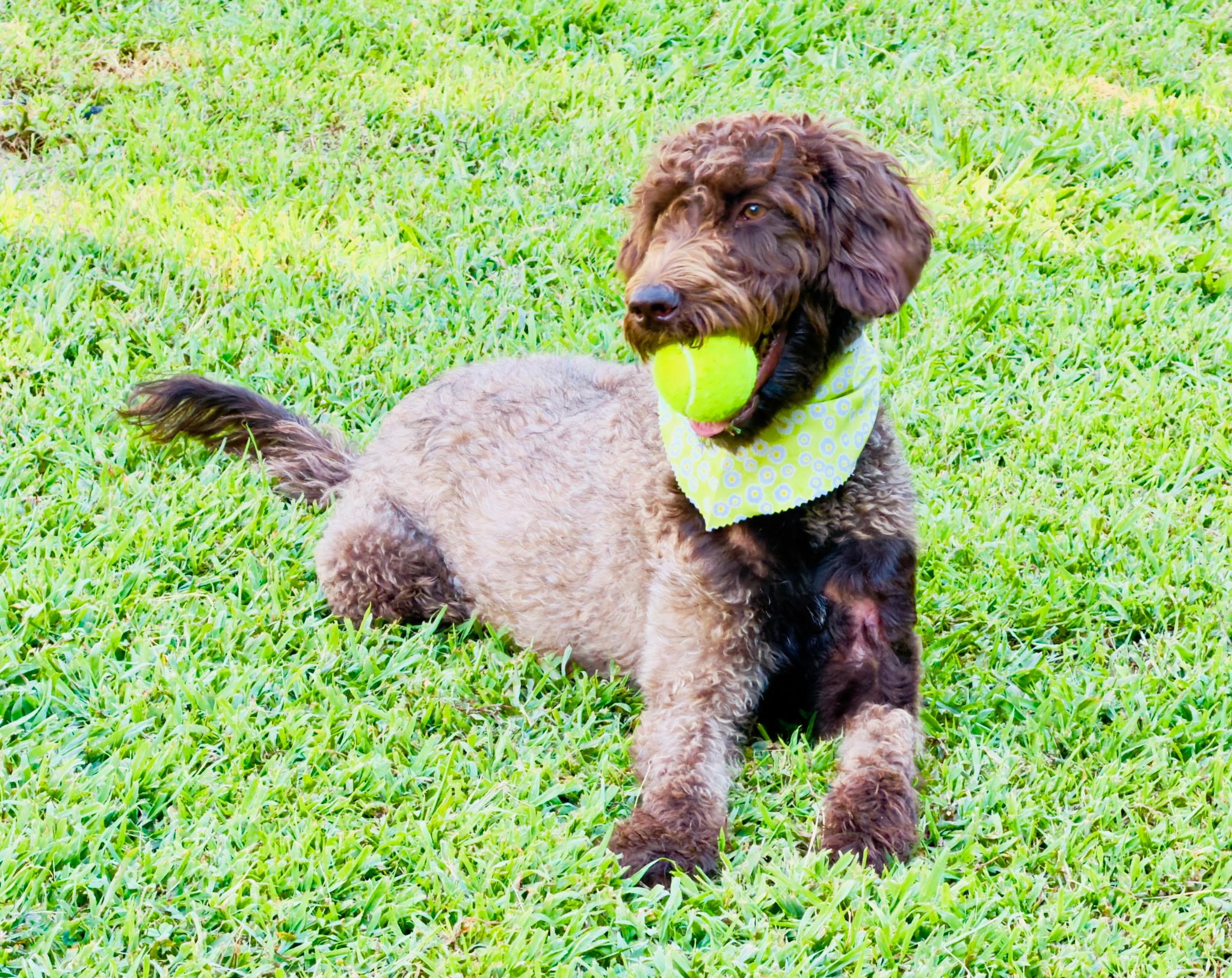 Enlarge EVANGELINE, a Adoptable mixed breed in Warwick, RI image 6/6