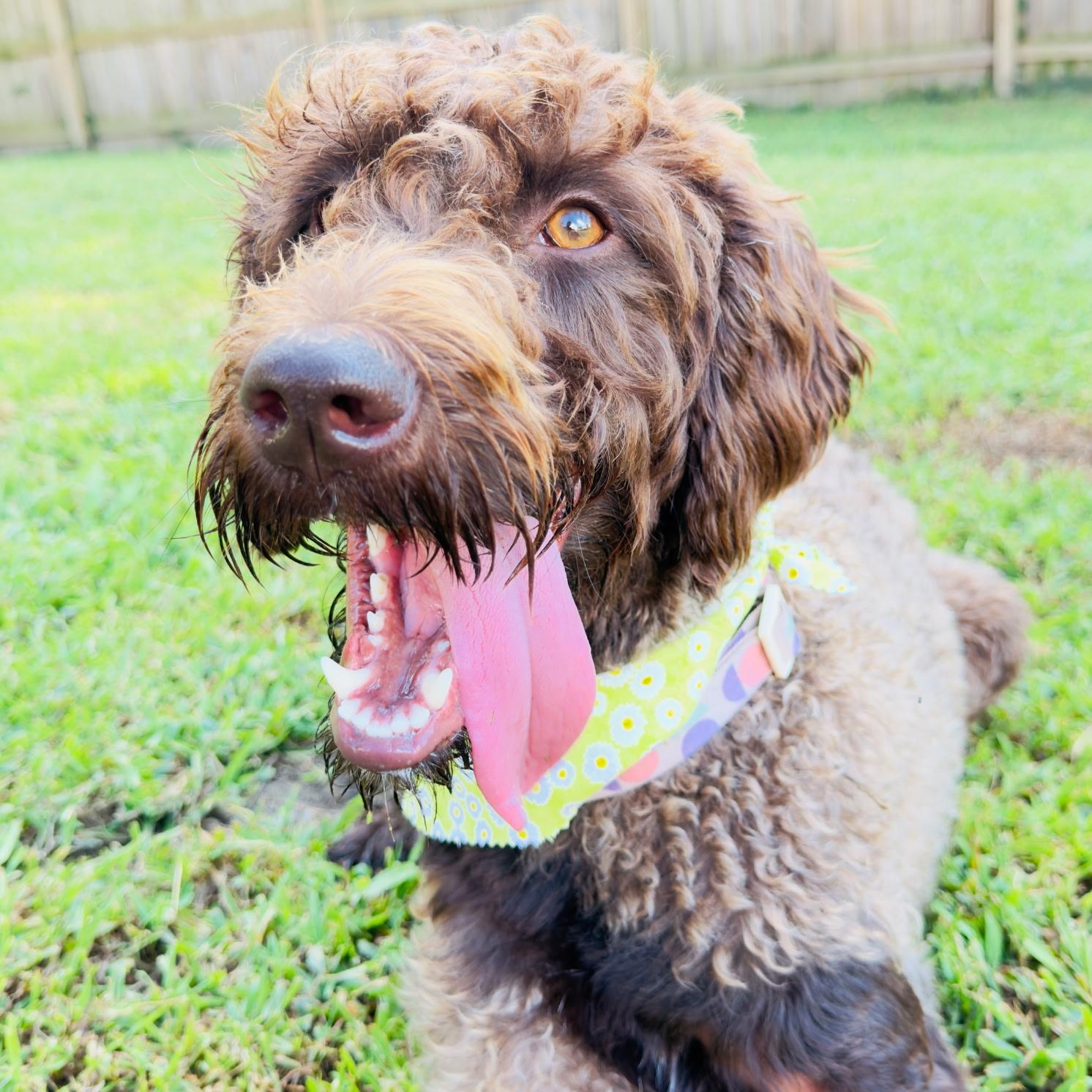 EVANGELINE, Adoptable, Adult Female Labradoodle.