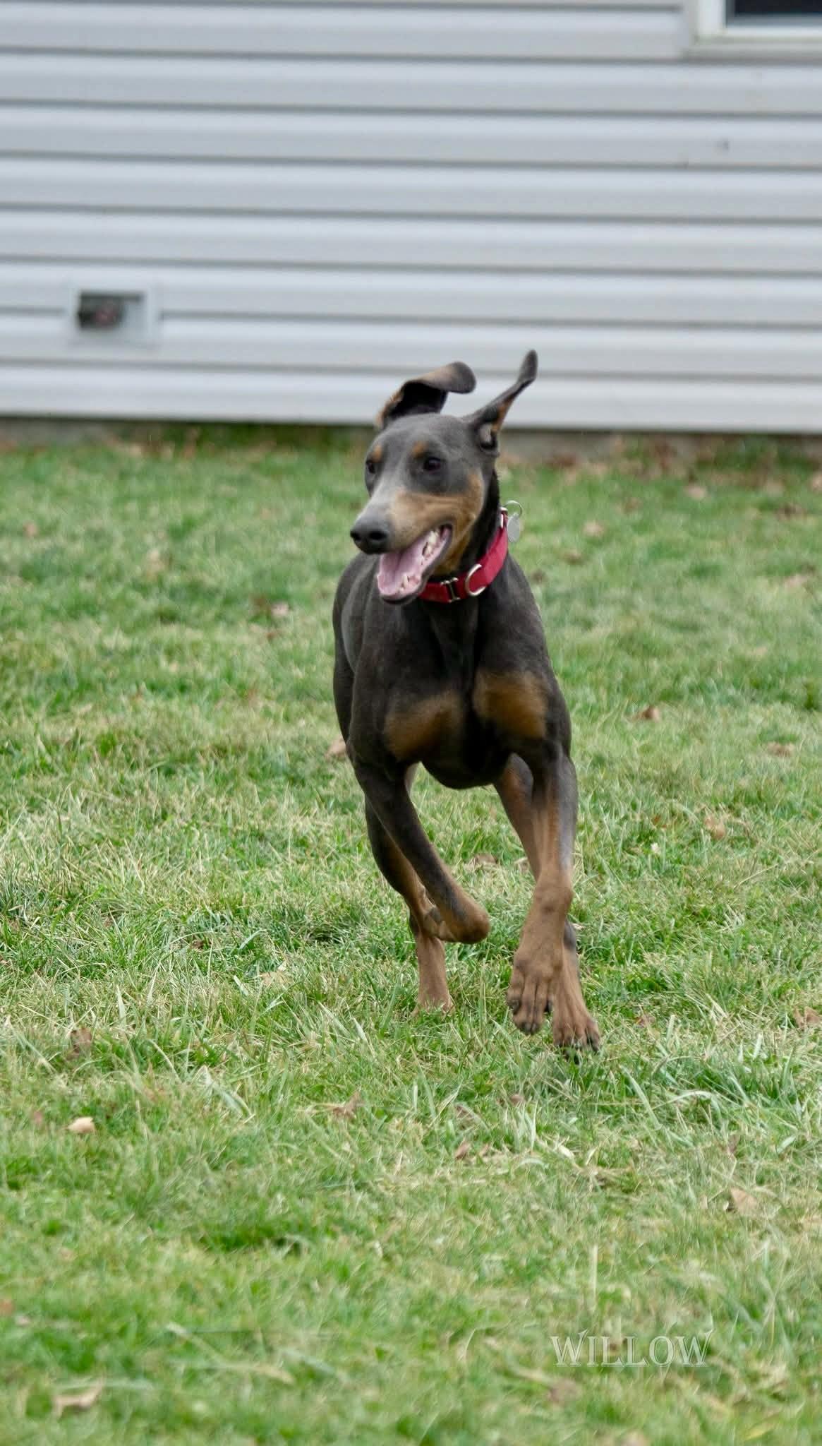 Enlarge Willow, a ADOPTABLE Doberman Pinscher in Louisville, KY image 5/5