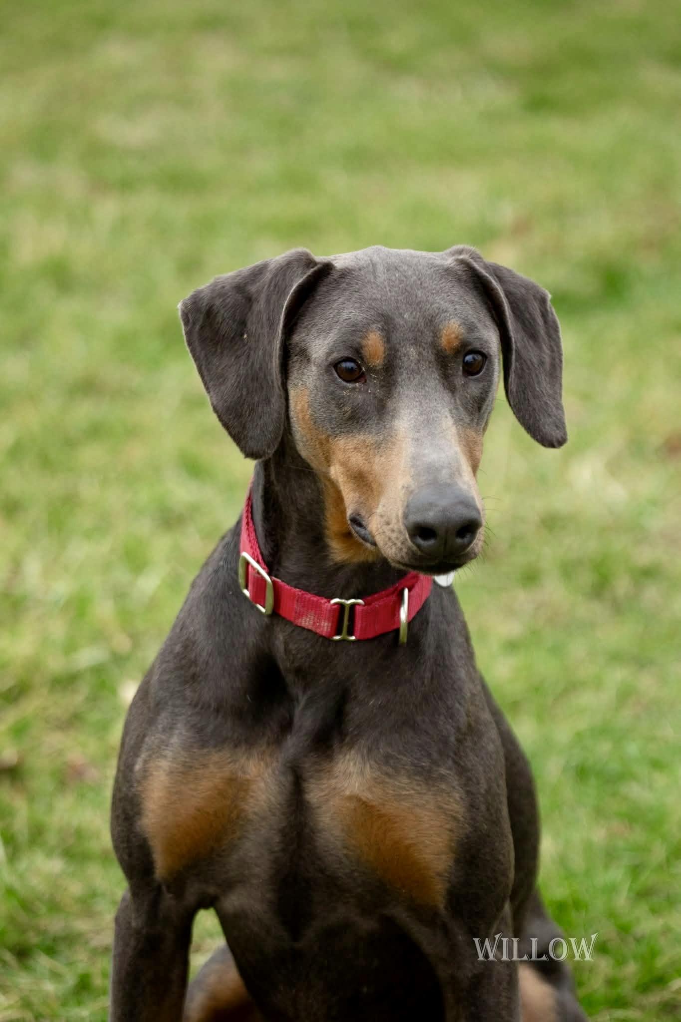 Enlarge Willow, a ADOPTABLE Doberman Pinscher in Louisville, KY image 2/5