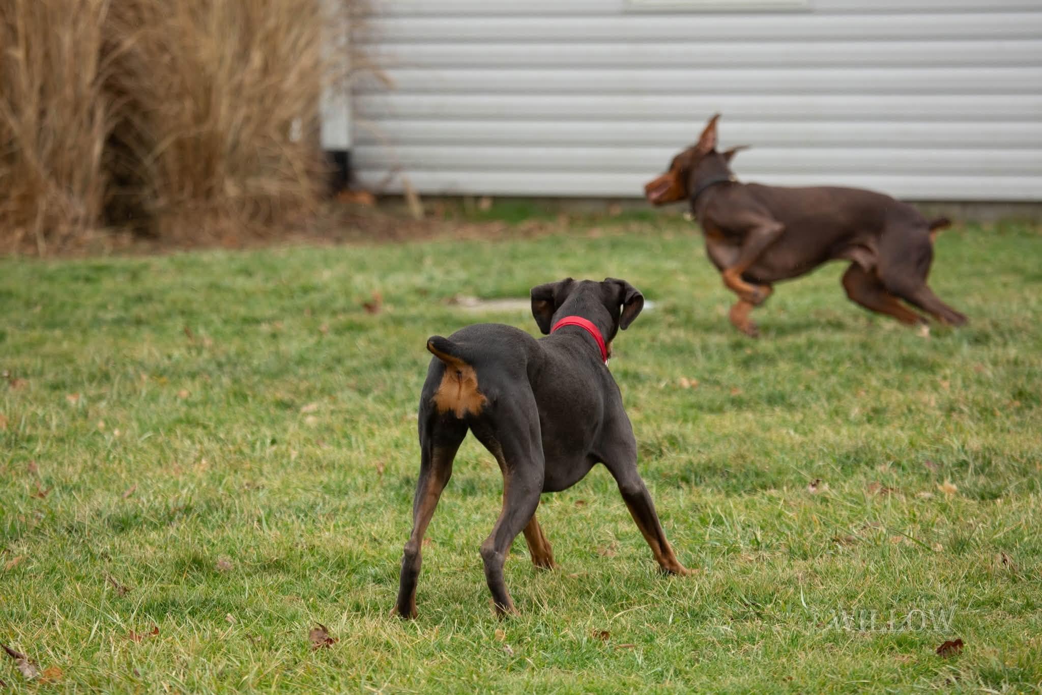Enlarge Willow, a ADOPTABLE Doberman Pinscher in Louisville, KY image 4/5