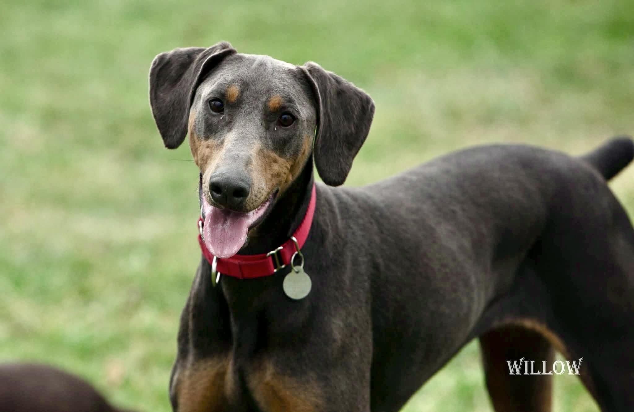 Willow, ADOPTABLE, Adult Female Doberman Pinscher.