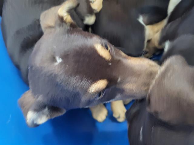 KIWI — thumbnail 2