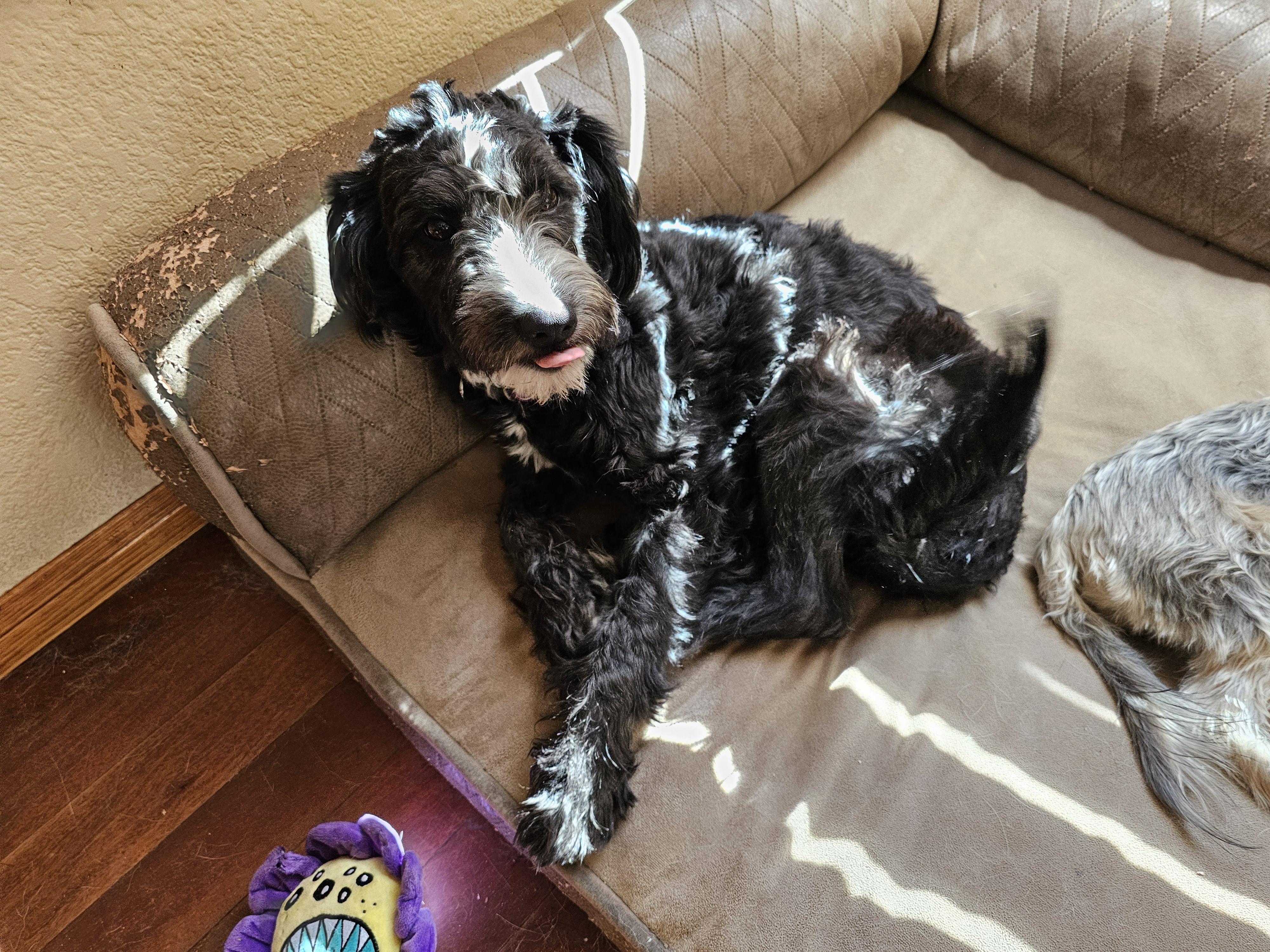 Lily, Adopted, Young Female Poodle & Schnauzer.