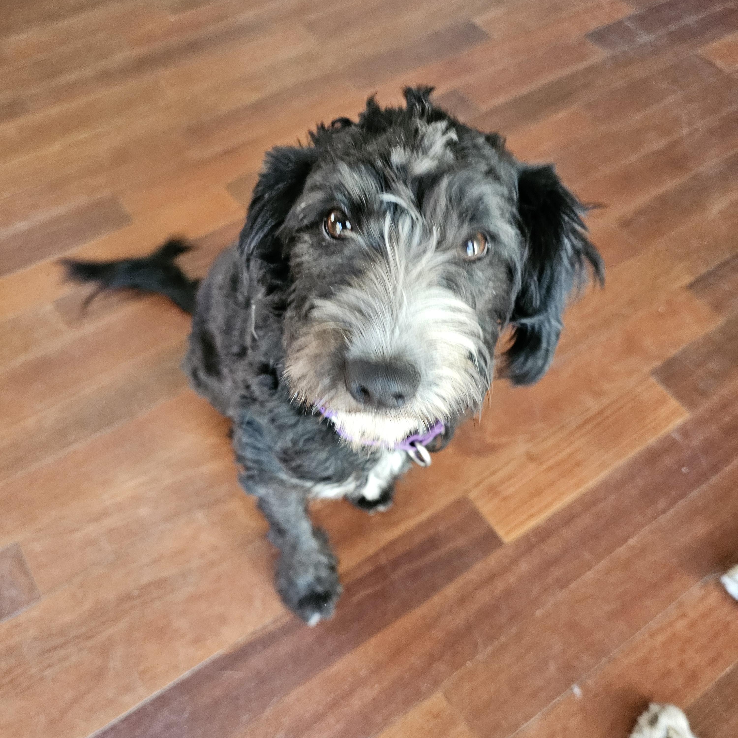 Lily, Adopted, Young Female Poodle & Schnauzer.