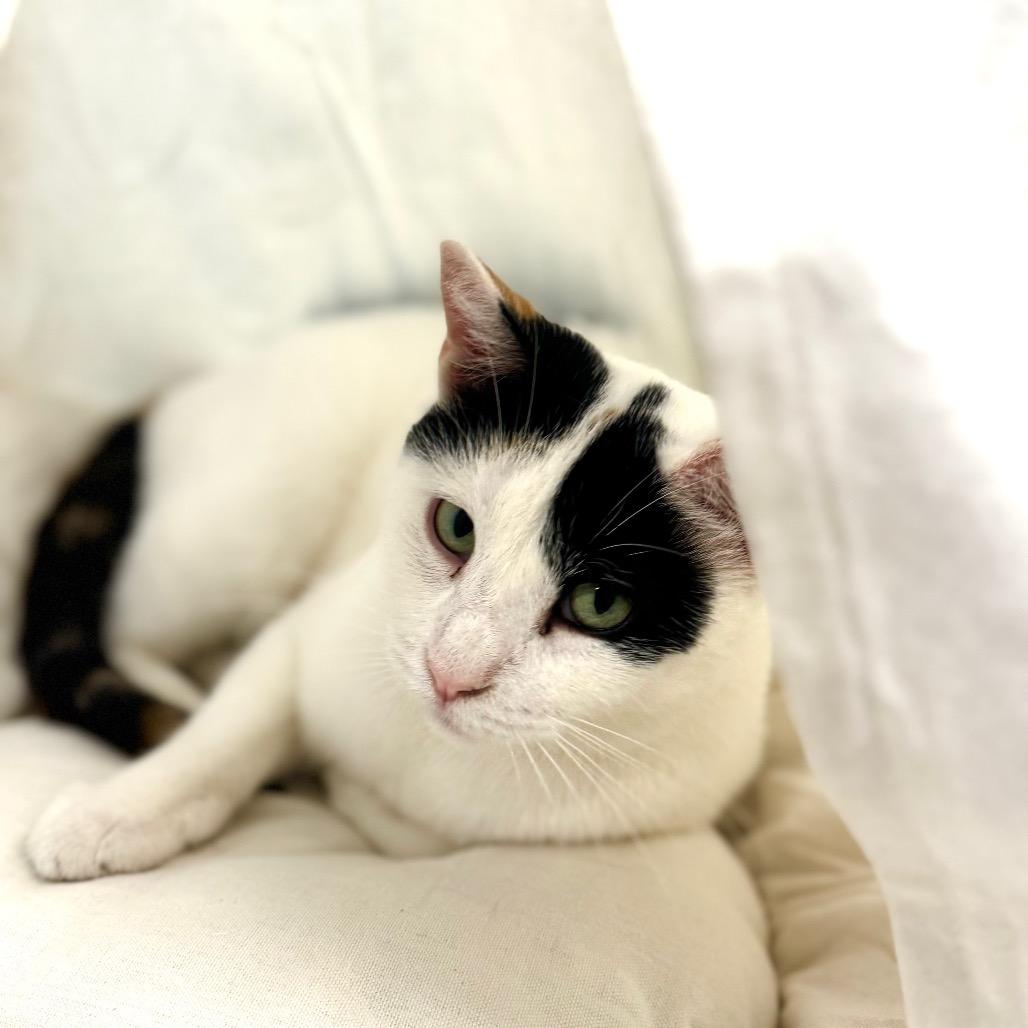 Enlarge Indira, a Adoptable Domestic Short Hair in Wheeling, IL image 1/6