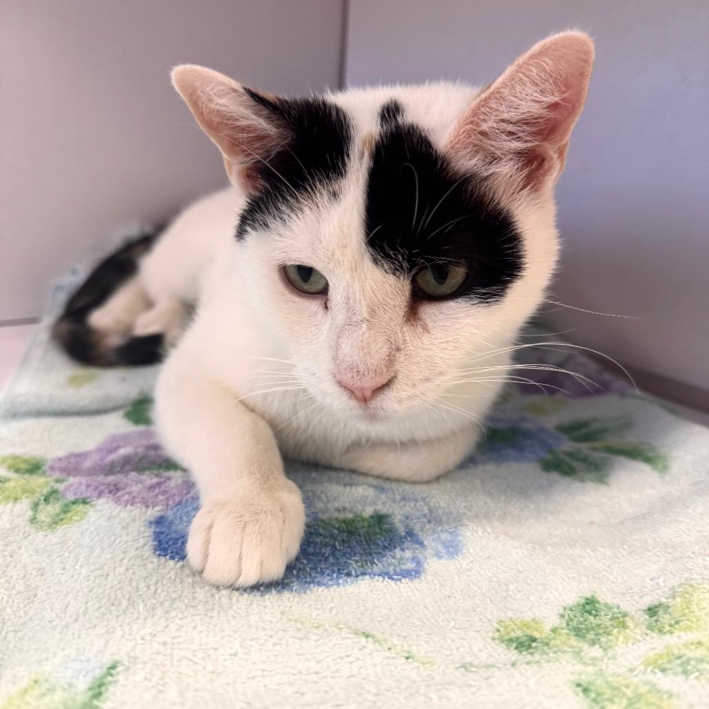 Indira, Adoptable, Young Female Domestic Short Hair.