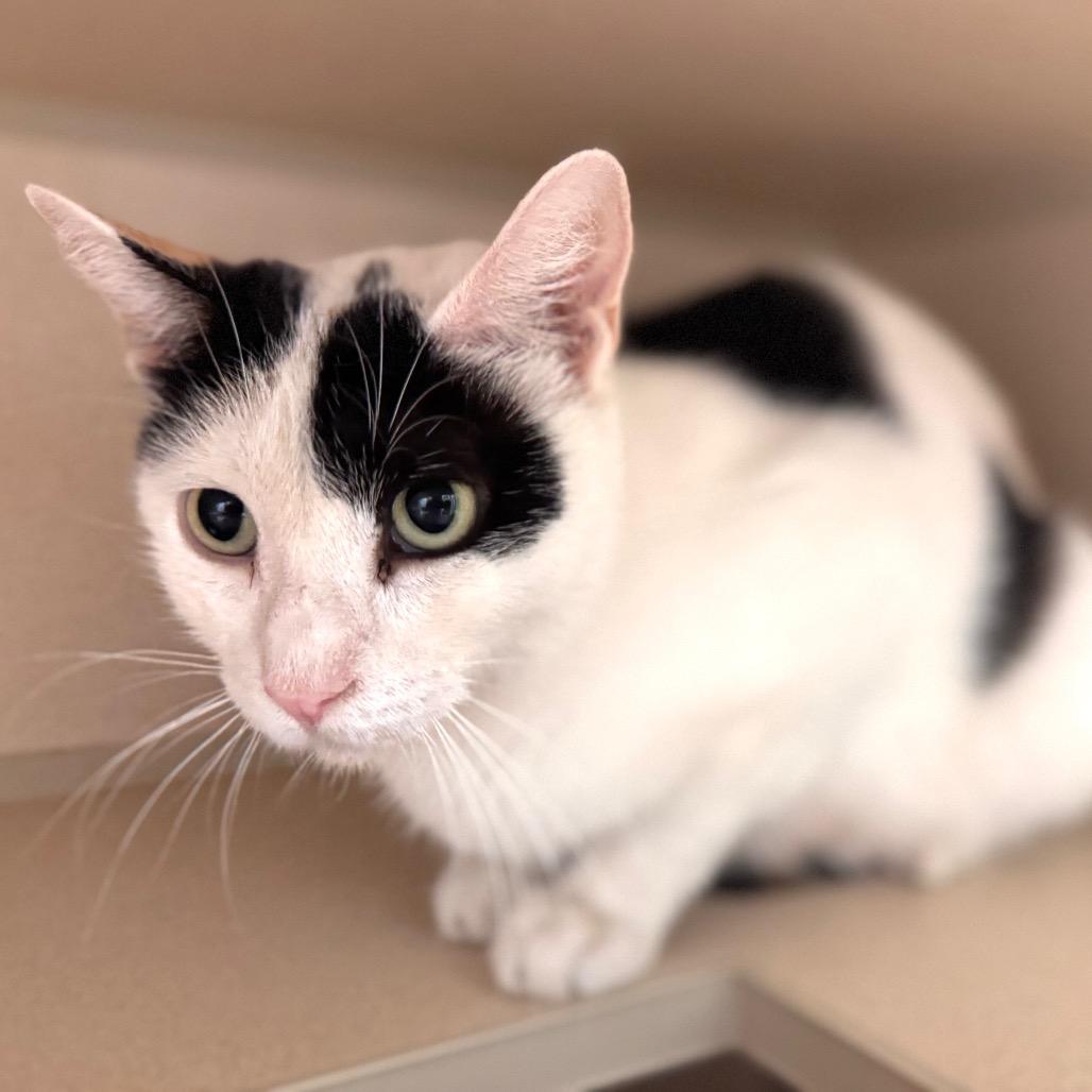 Enlarge Indira, a Adoptable Domestic Short Hair in Wheeling, IL image 1/3