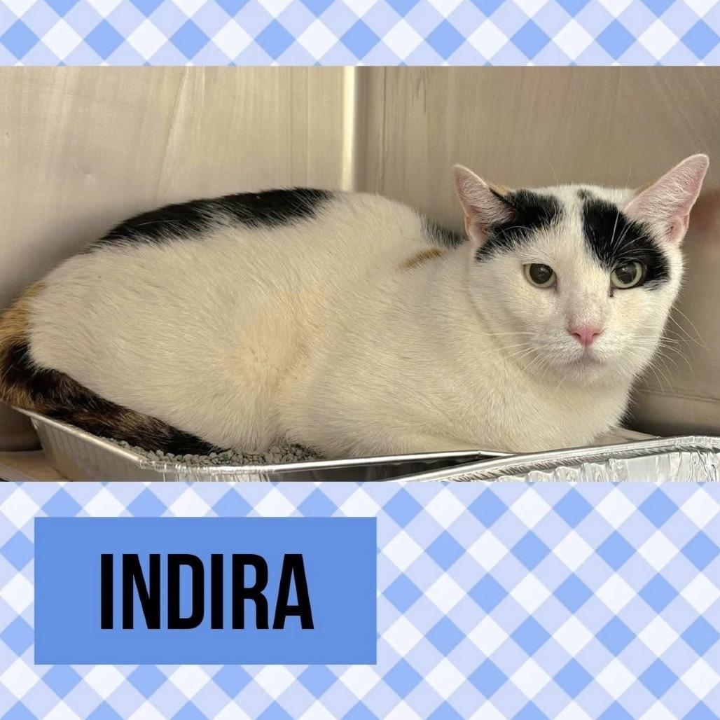 Enlarge Indira, a Adoptable Domestic Short Hair in Wheeling, IL image 2/3