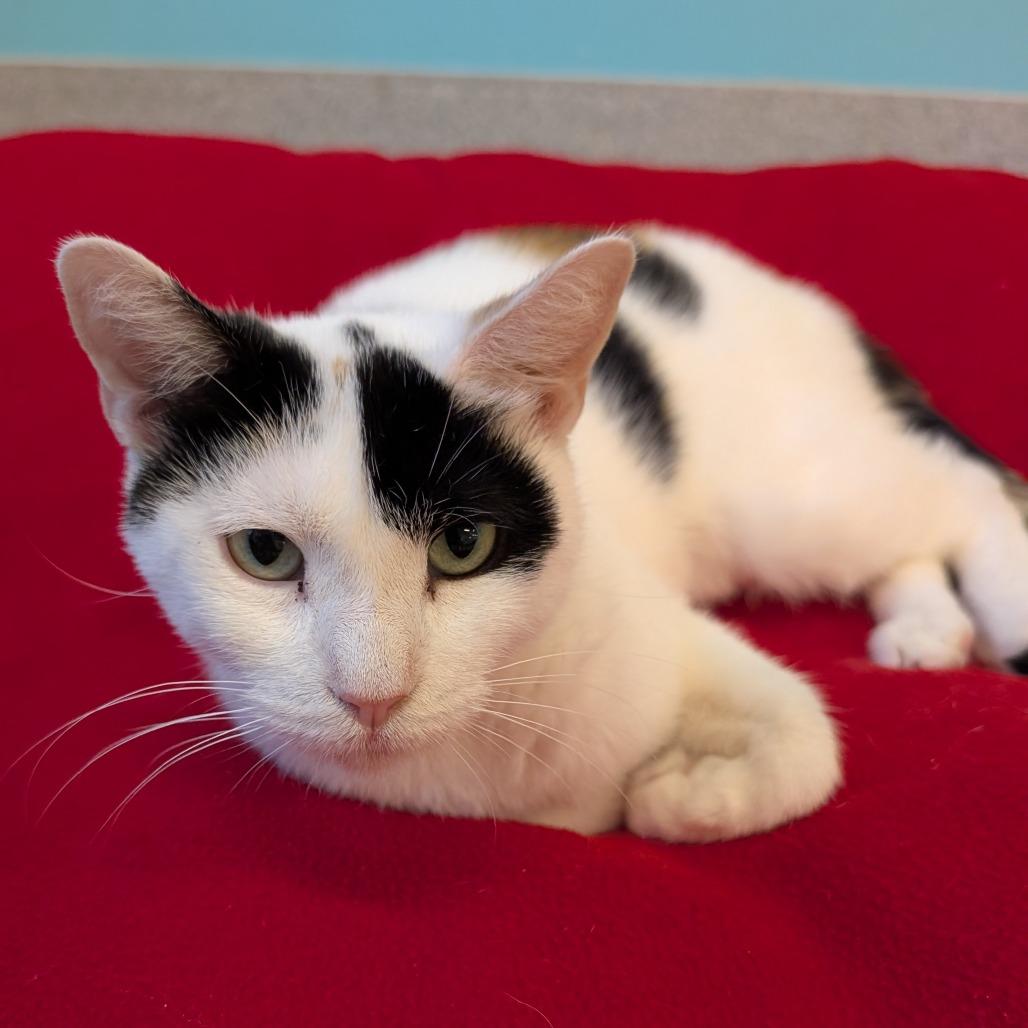 Indira, a Adoptable Domestic Short Hair in Wheeling, IL image 3/6