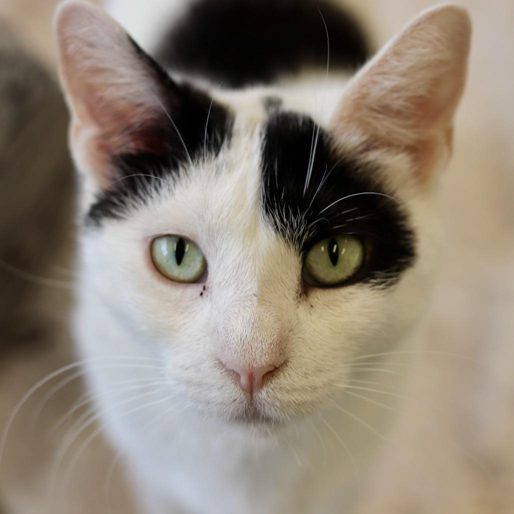 Enlarge Indira, a Adoptable Domestic Short Hair in Wheeling, IL image 3/3