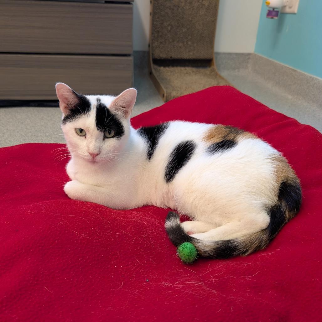 Indira, a Adoptable Domestic Short Hair in Wheeling, IL image 6/6