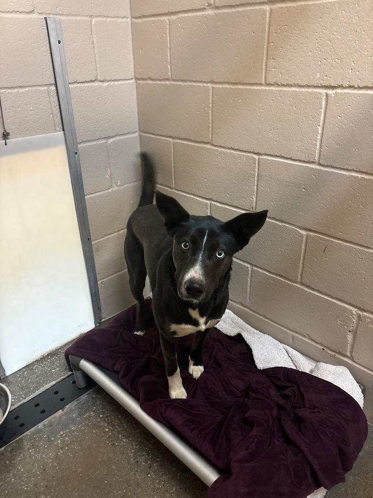 Enlarge Blue, a Adoptable mixed breed in Burnsville, NC image 1/3