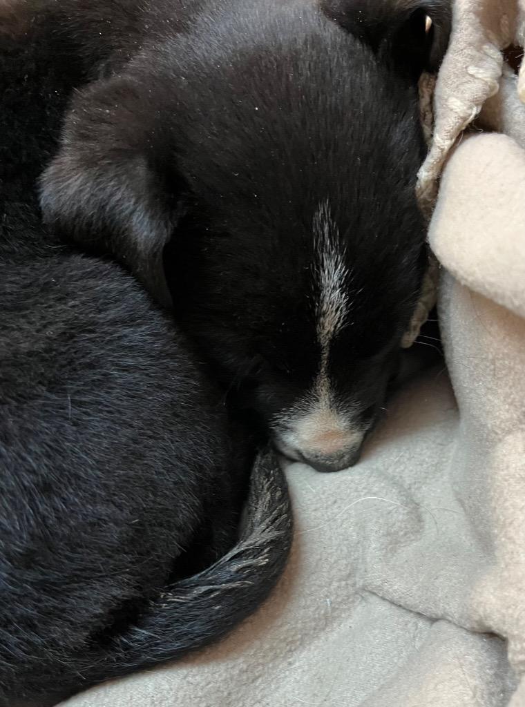 Enlarge Blue, a Adoptable mixed breed in Burnsville, NC image 2/3