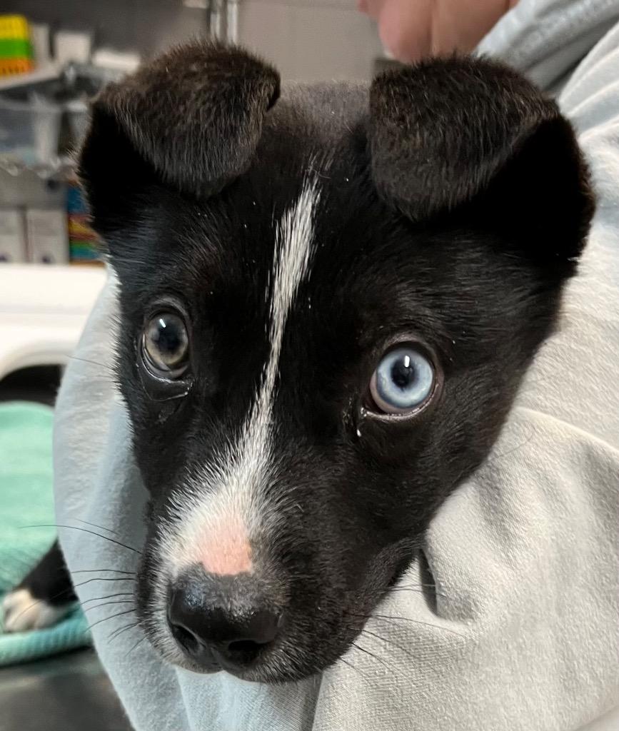 Enlarge Blue, a Adoptable mixed breed in Burnsville, NC image 3/3