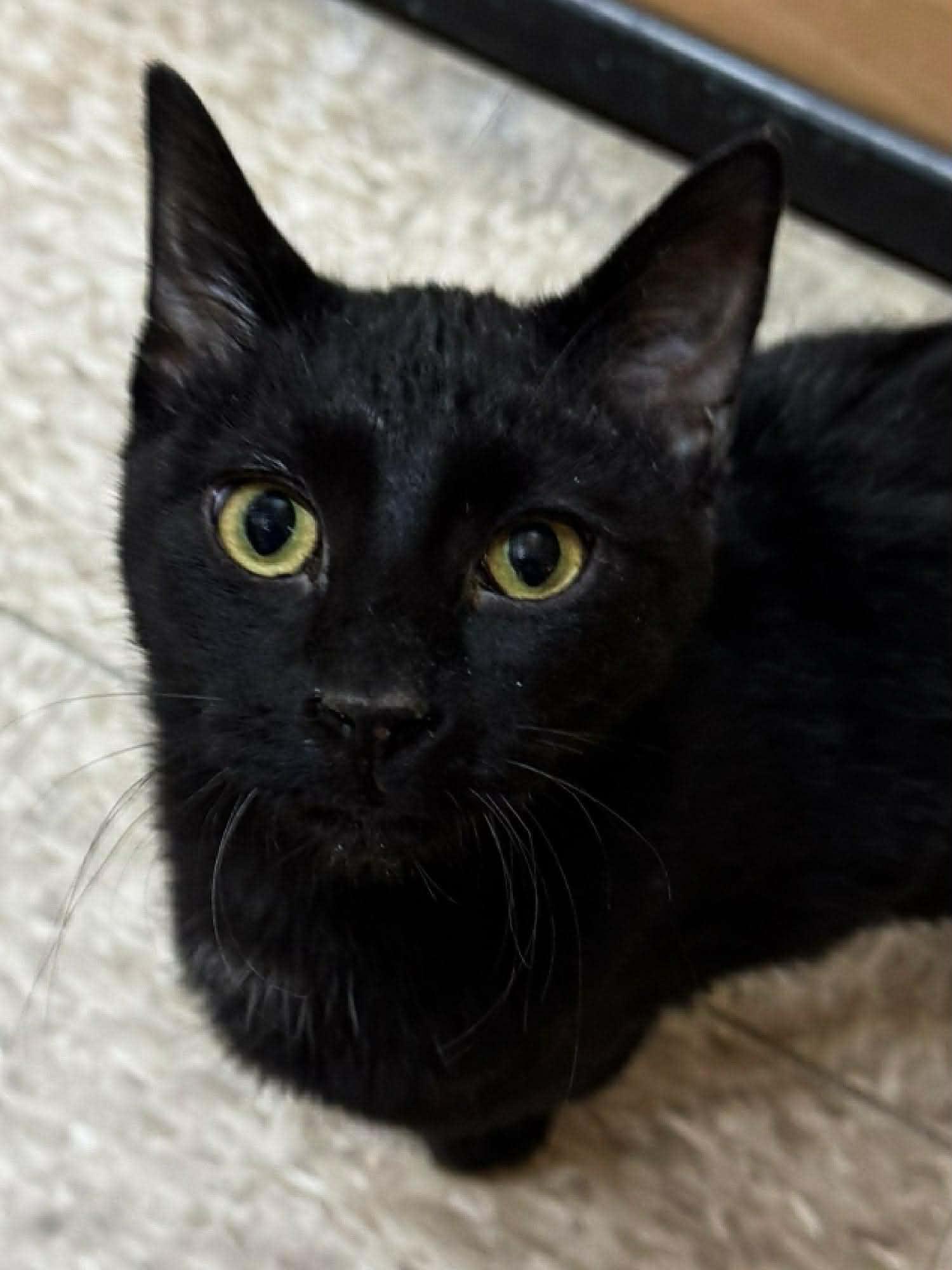 Midnight Blue, adopted, Kitten Male Domestic Short Hair.