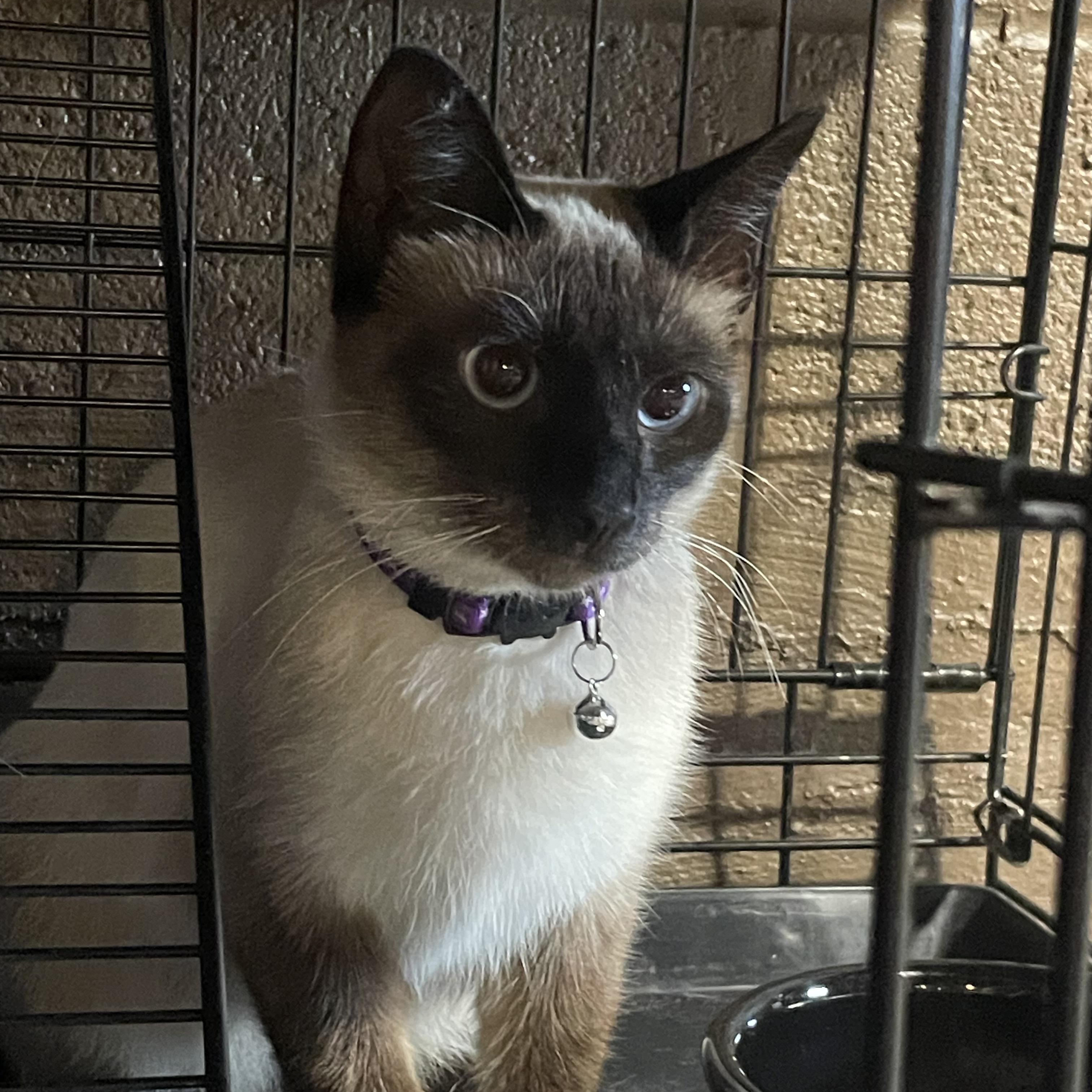 Sassy, an adopted Siamese in Export, PA image 4/4