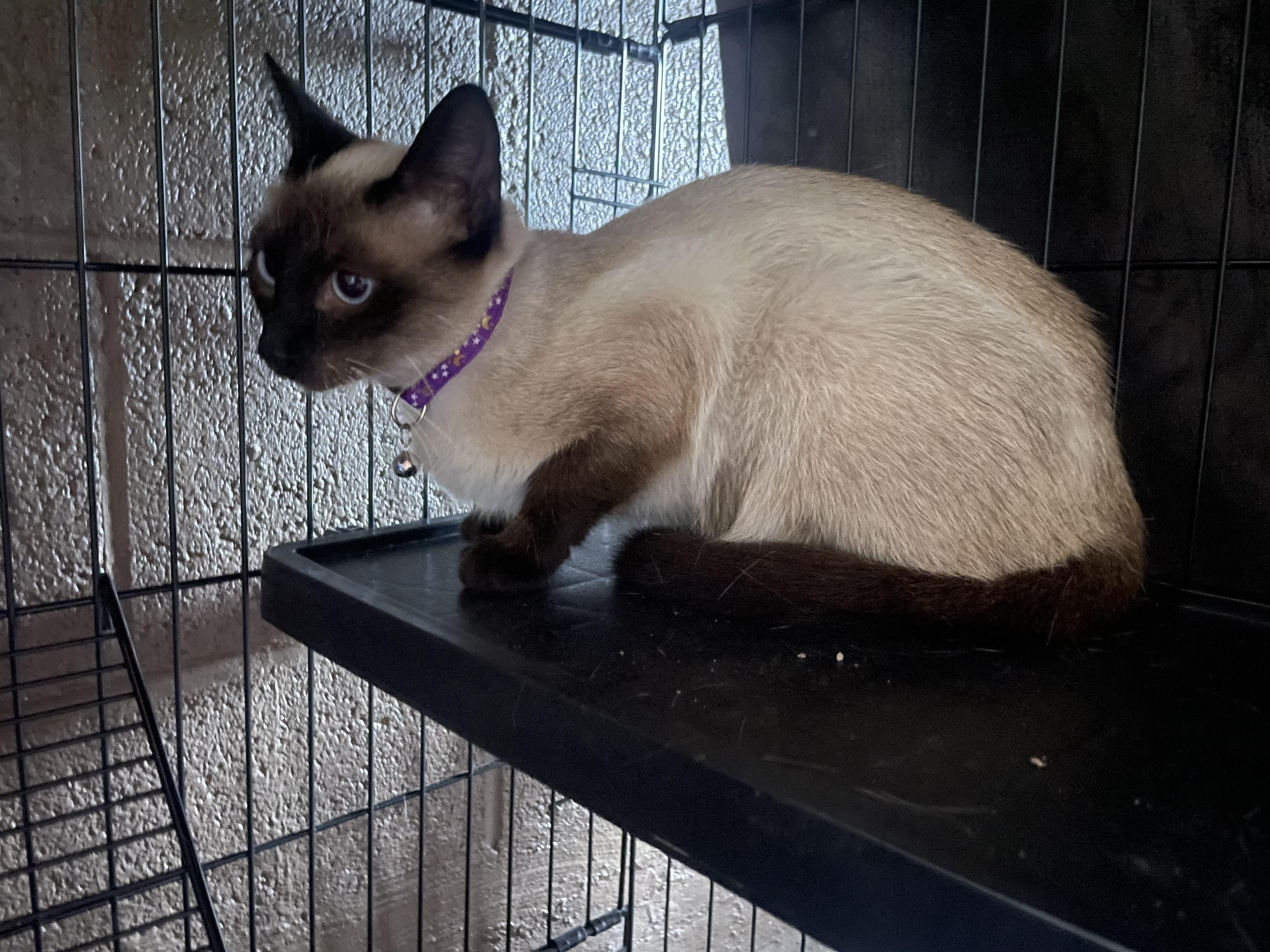 Sassy, an adopted Siamese in Export, PA image 1/4