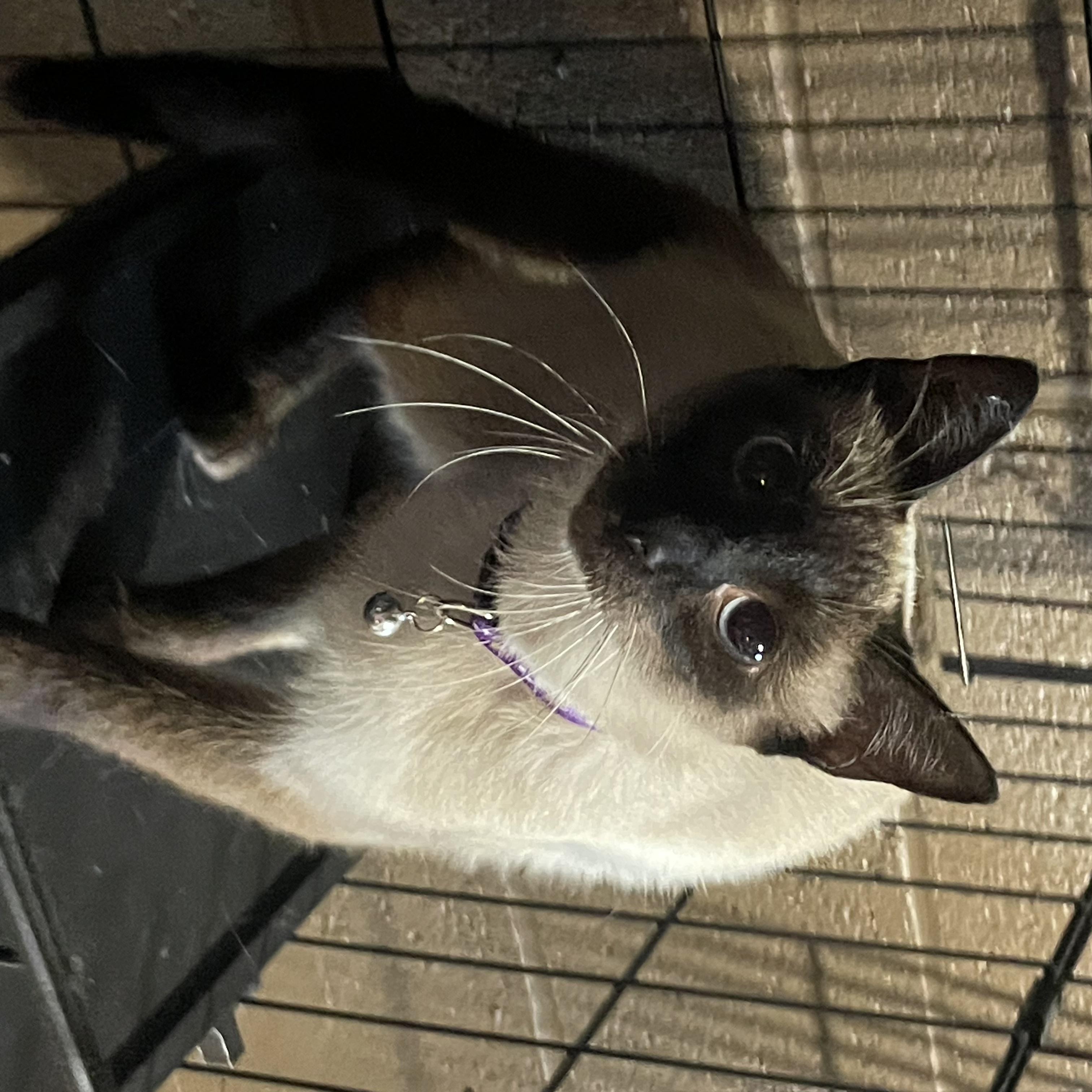 Sassy, an adopted Siamese in Export, PA image 3/4