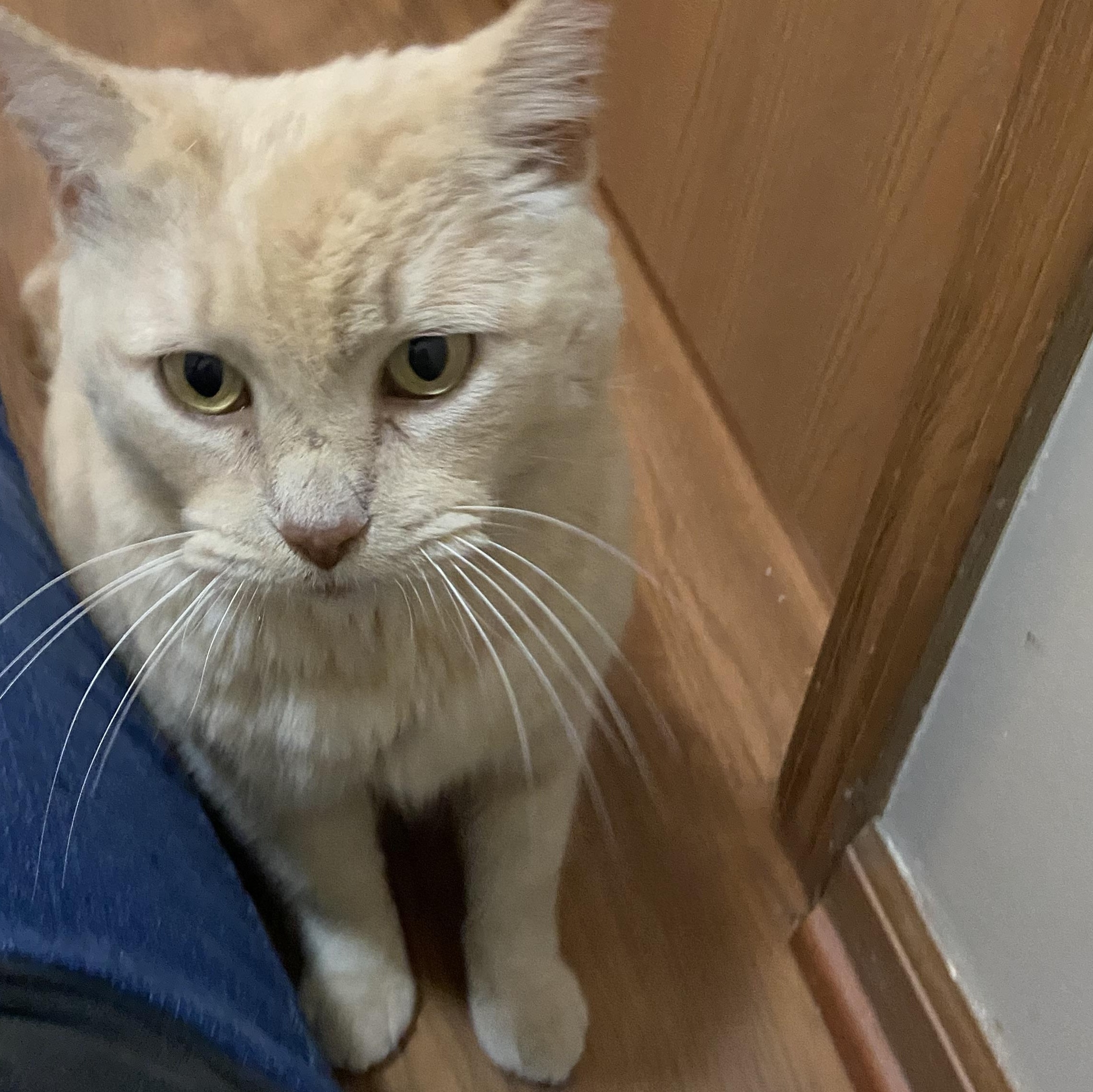 Enlarge Mr. Blondie, a Adopted American Shorthair in Shawnee, KS image 1/2